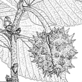  Aesculus hippocastanum